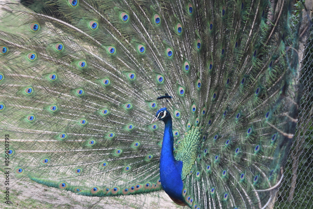 Fototapeta premium A male peacock shows the beautiful colors of its green-blue feathers and beats a wheel, animal park Bretten, Germany
