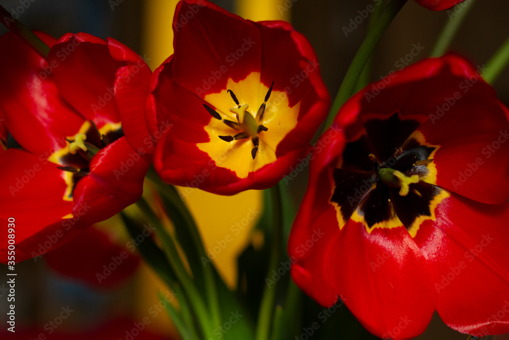 Beautiful large red tulips closeup lit by the sun on a blurred background
