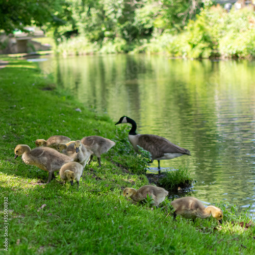 canada goose family