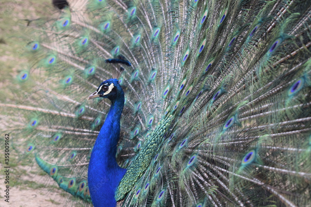 Obraz premium A male peacock shows the beautiful colors of its green-blue feathers and beats a wheel, animal park Bretten, Germany