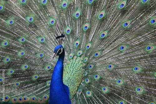 A male peacock shows the beautiful colors of its green-blue feathers and beats a wheel, animal park Bretten, Germany