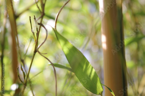 Bamboo background with green leaves and tropical branches defocussed behind with copy space 