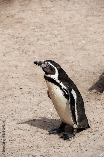 single humboldt penguin standing on the sand