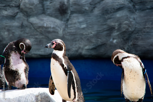 a group of humboldt penguin