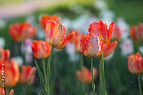 Red yellow tulips blooming in spring. Selective focus