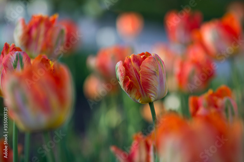 Red yellow tulips blooming in spring. Selective focus