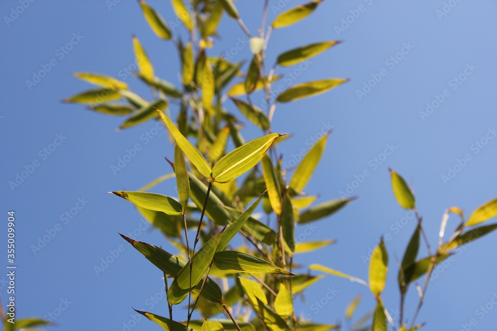 Bamboo background with green leaves and tropical branches defocussed behind with copy space Bamboo background with green leaves and tropical branches defocussed behind with copy space