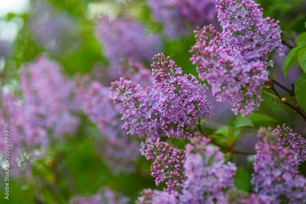 Blooming lilacs purple spring on a clear day. Selective focus Blooming lilacs purple spring on a clear day. Selective focus