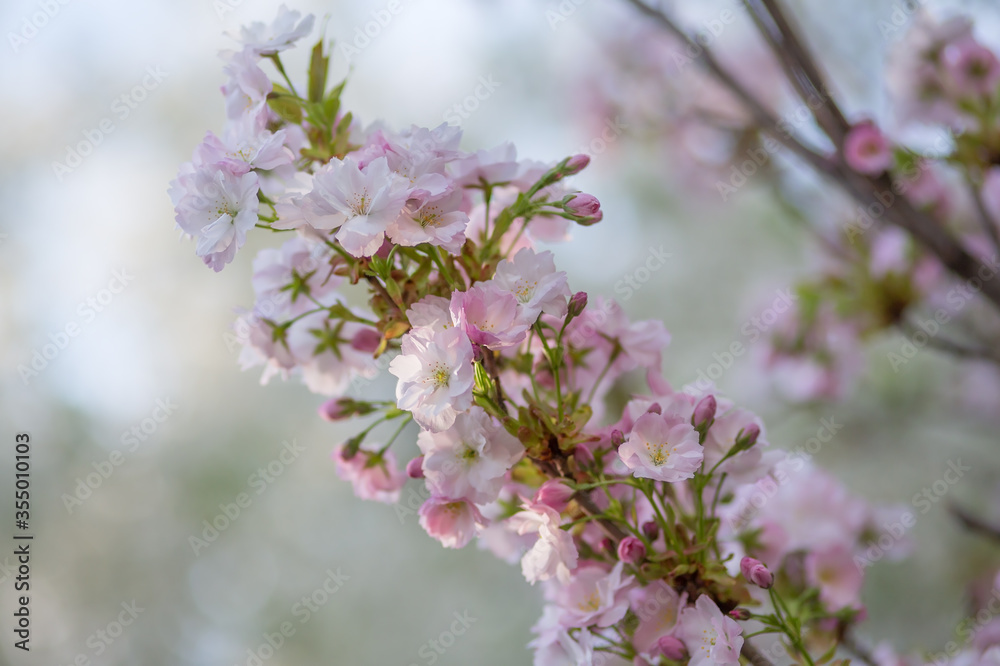 Delicate pink cherry blossoms in spring, soft focus in the blurry background Delicate pink cherry blossoms in spring, soft focus in the blurry background