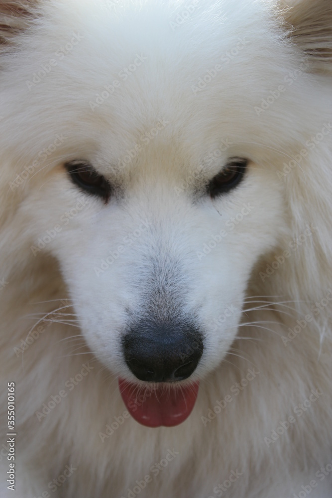 Samoyed dog puppy head face white fluffy herding dog with thick white related to the laika , spitz from Siberia Samoyed dog puppy head face white fluffy herding dog with thick white related to the laika , spitz from Siberia