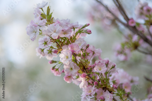 Delicate pink cherry blossoms in spring, soft focus in the blurry background