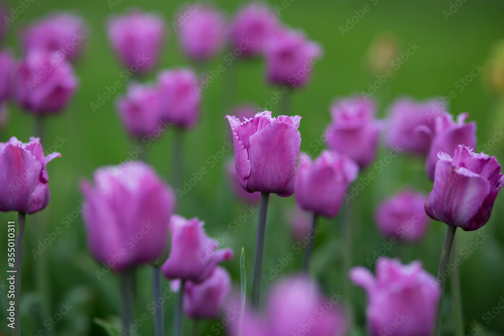 Lilac tulips on colorful blurry background. Selective focus.