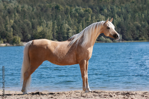 Arabian horse with a long mane stands near blue water on summer background, profile side view