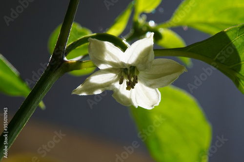 A blossom of a Capsicum plant