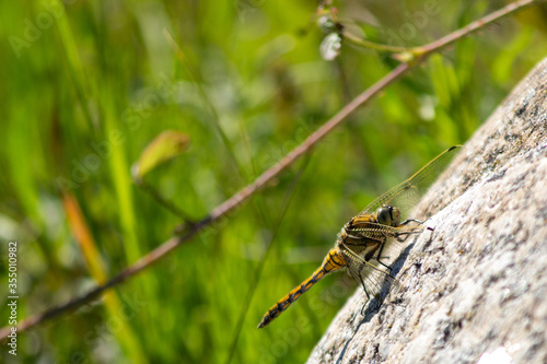 dragonfly on a leaf © SMD