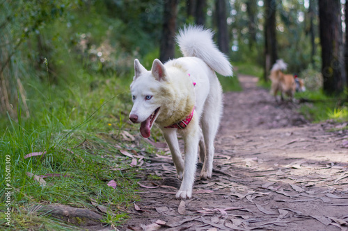 White husky cute dog with pink harness in the green woods smiling walking