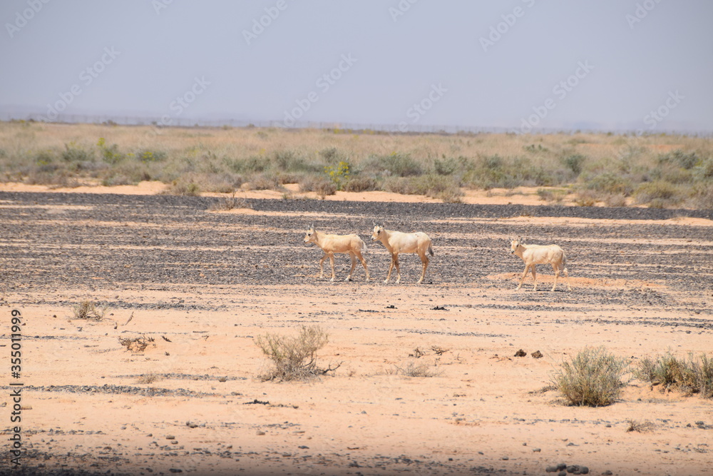 Herd of wild Arabian Oryx in the savannah of the Shaumari Wildlife Reserve (nature reserve) with their babys in al-Azraq, Jordan Herd of wild Arabian Oryx in the savannah of the Shaumari Wildlife Reserve (nature reserve) with their babys in al-Azraq, Jordan