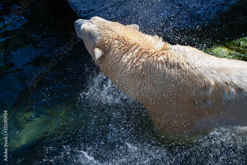 Polar bear in watere shaking fur for waterdrops. photo