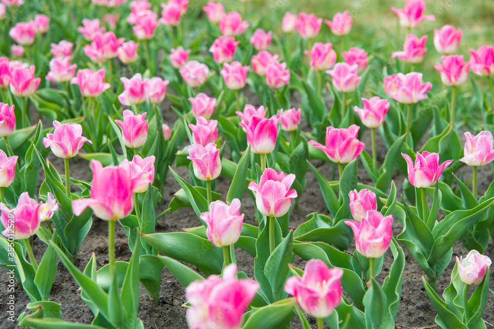 relax and stress management. tulips in spring. Spring floral background. Netherlands countryside. tulips in garden. Magic spring landscape with flowers. Amazing tulips field in Holland. Think green relax and stress management. tulips in spring. Spring floral background. Netherlands countryside. tulips in garden. Magic spring landscape with flowers. Amazing tulips field in Holland. Think green