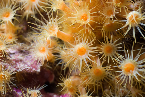 Yellow cluster anemone (Parazoanthus axinellae). Mediterranean. Costa Brava. Spain.
