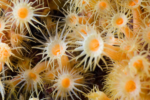 Yellow cluster anemone (Parazoanthus axinellae). Mediterranean. Costa Brava. Spain.