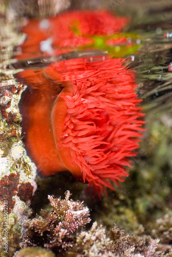 Beadlet anemone  (Actinia equina). Mediterranean Sea. Clear water. Costa Brava. Spain.