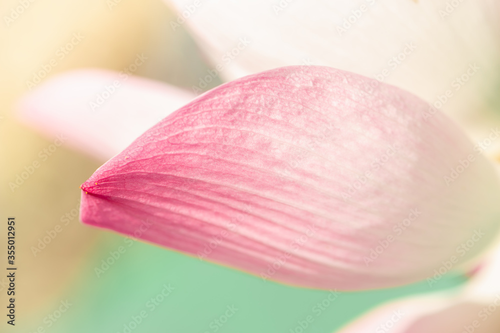 White lotus petals, pink edges, surface close up, Water lily or lotus flower in pond, Natural background and sunlight, Selective Focus, Flowers for worshiping in Buddhism. White lotus petals, pink edges, surface close up, Water lily or lotus flower in pond, Natural background and sunlight, Selective Focus, Flowers for worshiping in Buddhism.