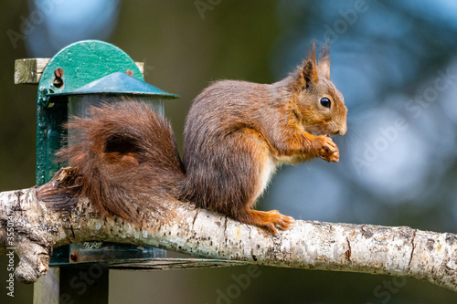 Garden Red Squirrel photo