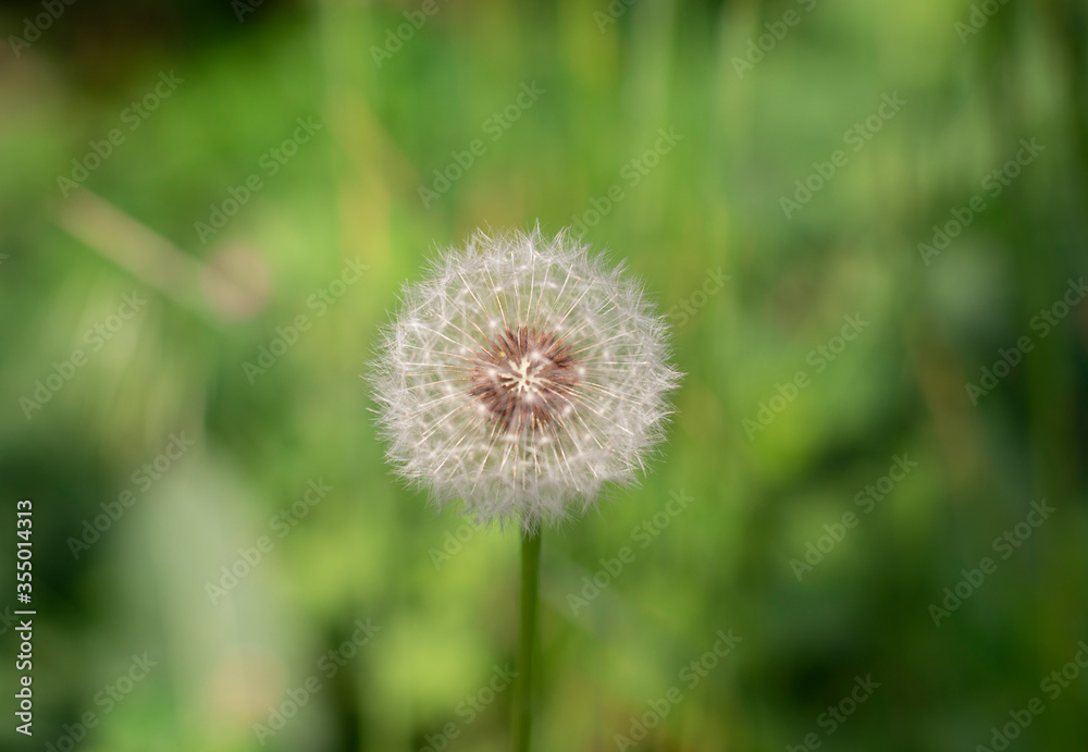 Big dandelion in the grass grows in spring Big dandelion in the grass grows in spring