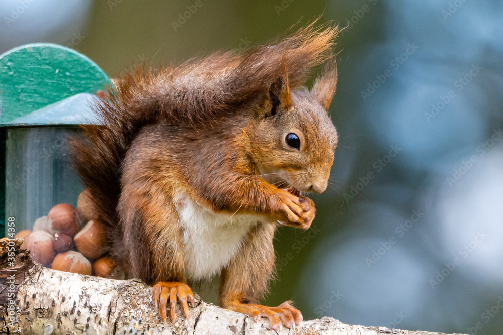 Fototapeta premium Garden Red Squirrel