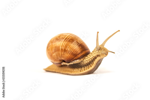Burgundy snail, Helix pomatia, isolated on white for your creative design. Selective focus. Modern beauty and alternative medicine or food concept. Pulmonate gastropod terrestrial mollusc