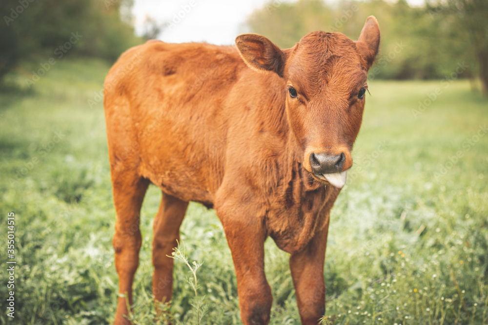Red calf shows tongue and stands Red calf shows tongue and stands