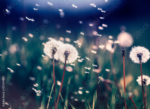 fairy field with white fluffy flowers dandelions and flying seeds in blue fai...