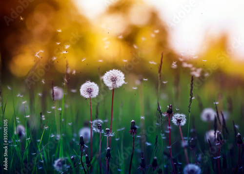 field with white fluffy dandelion flowers and flying seeds on a Sunny warm su...