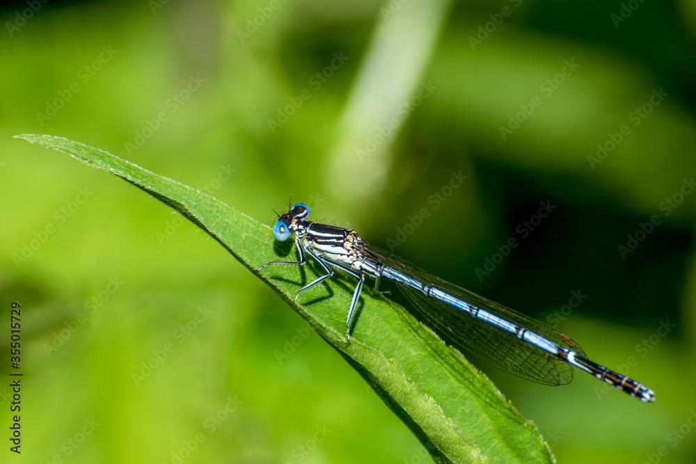 Blue dragonfly sitting on the nettle leaf Blue dragonfly sitting on the nettle leaf