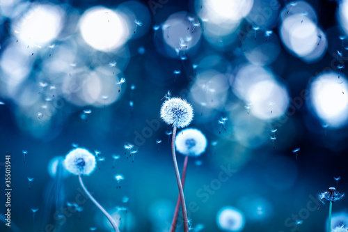 fairy field with white fluffy flowers dandelions and flying seeds in blue fairy tones