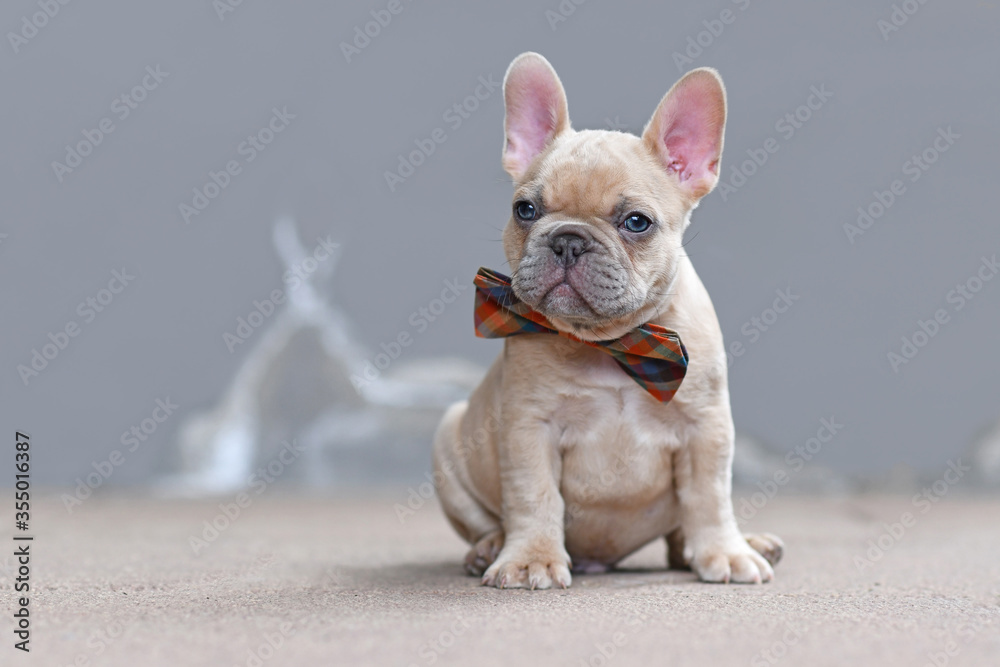 Cute small 7 weeks lilac fawn colored French Bulldog dog puppy wearing a bow tie sitting in front of gray wall