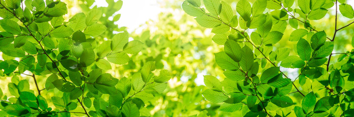 Green tree leaves in sunlight, sunny spring day in the park