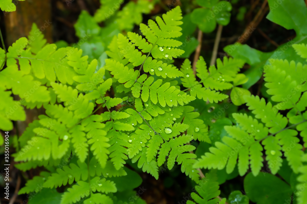 Green fern with raindrops. Fern in the forest after rain. Green fern with raindrops. Fern in the forest after rain.