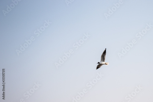 Black-headed gull flies high in the sky