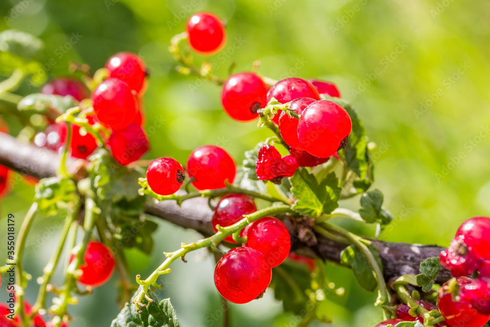 Red ripe currants berries in a back light, close-up