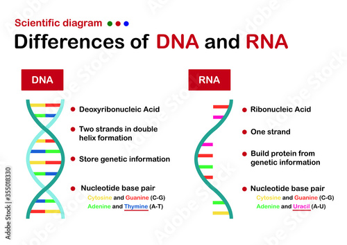 Biology infographic diagram show difference of DNA and RNA