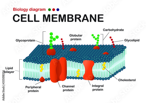 Biology diagram show structure of cell membrane (or plasma membrane)