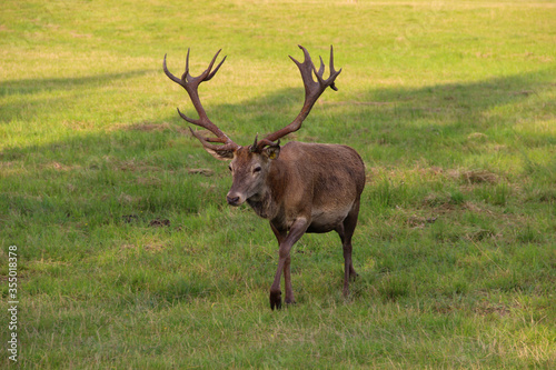 Red deer male with wide antlers. Deer herd leader.