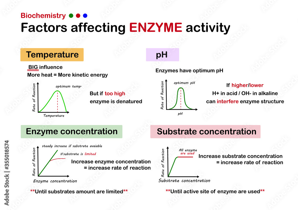 write an essay on factors affecting enzyme activity