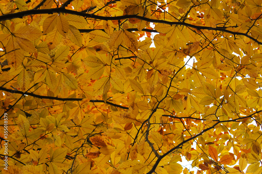 Autumn and fall forest landscape in Georgia.Autumn color leaves and trees.