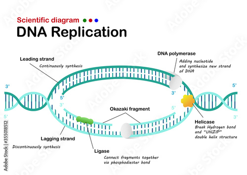 Biology info graphic show DNA replication in living organism photo