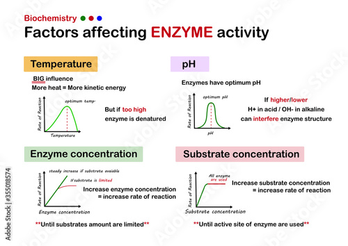 Science infographic diagram show factors affecting enzyme activity photo