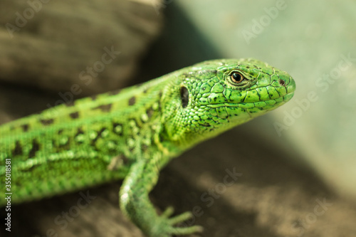 Portrait of the European green lizard (Lacerta agilis)