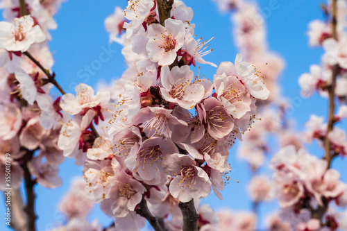 Blooming apricot tree in springtime